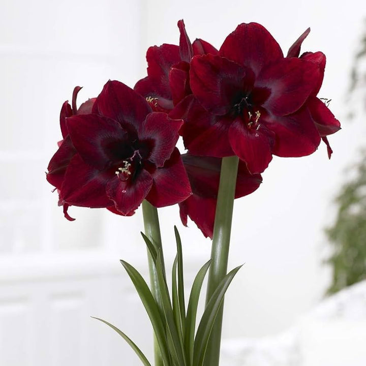 Flower Seeds, Seeds,Seeds For Planting,Plant Seeds
