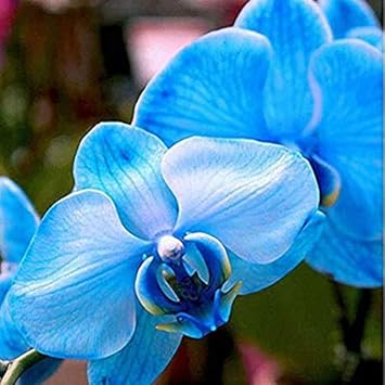 Flower Seeds, Seeds,Seeds For Planting,Plant Seeds