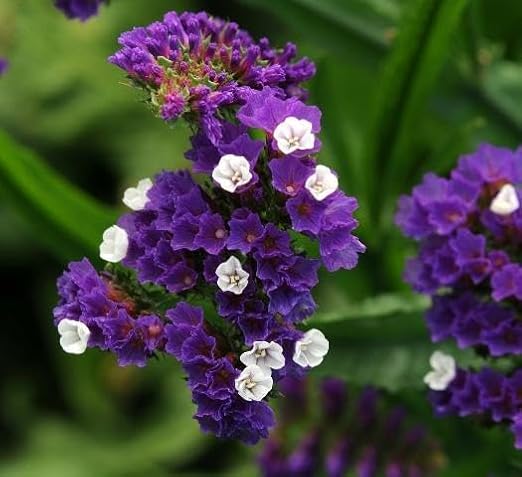 Limonium Flower Seeds for Planting – Cut Flower Favorite Heirloom Non-GMO High Germination Organic Garden Seeds