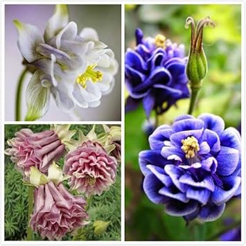 Flower Seeds, Seeds,Seeds For Planting,Plant Seeds
