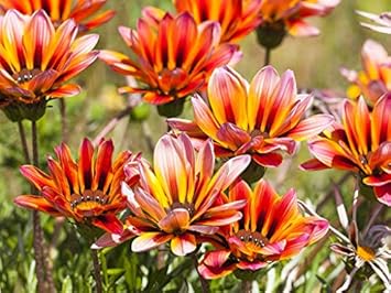 Flower Seeds, Seeds,Seeds For Planting,Plant Seeds