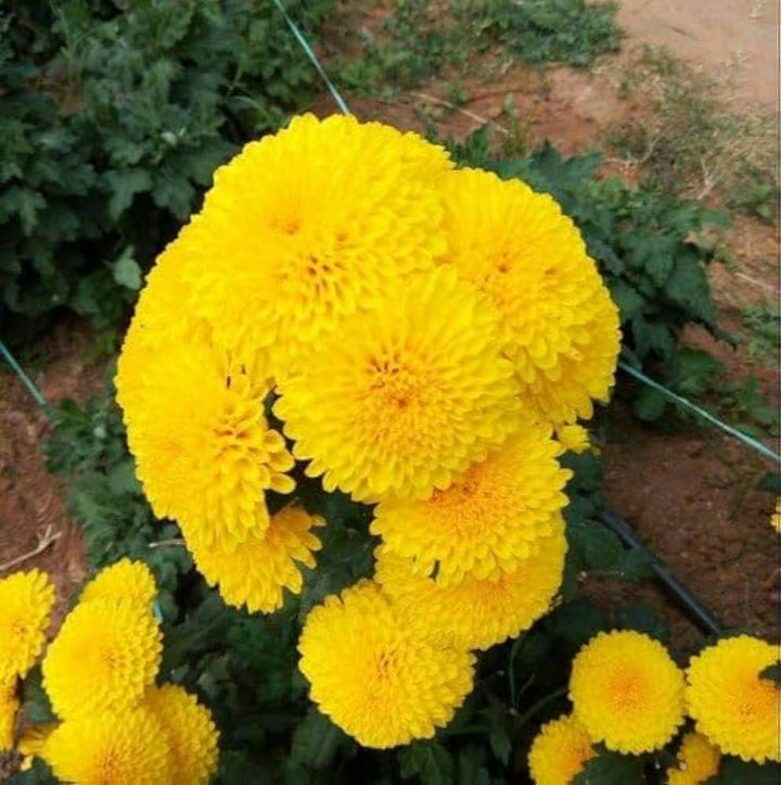 Chrysanthemum Marigold Flower Seeds for Planting – Bright Blooms, Heirloom, Non-GMO, High Germination