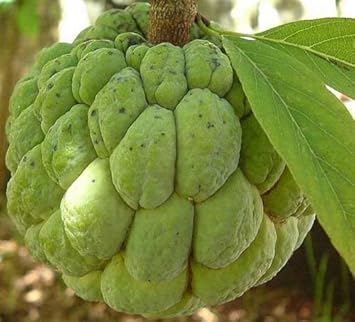 Fruit Seeds,Garden seeds, Seeds For Planting,Plant Seeds