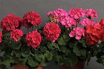 Flower Seeds, Seeds,Seeds For Planting,Plant Seeds