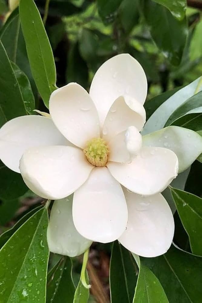 Magnolia Flower Seeds for Planting – Heirloom, Non-GMO, High Germination Organic Garden Seeds