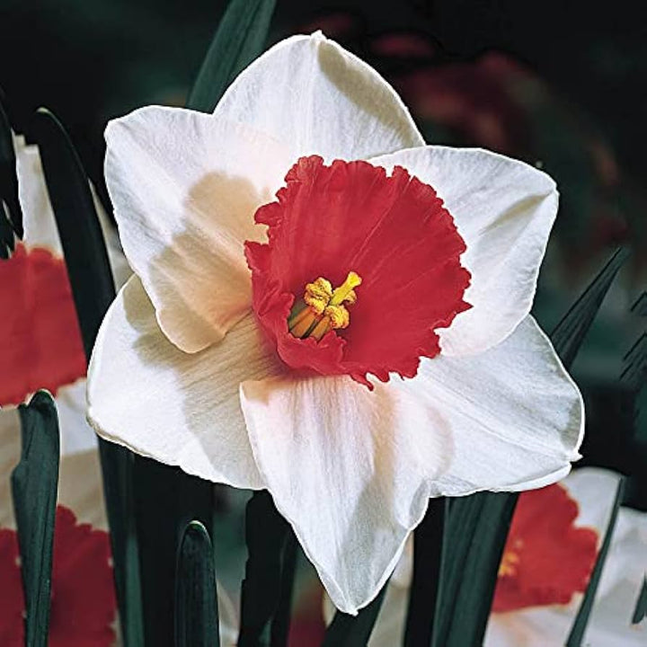 Red Daffodil Flower Seeds for Planting – Heirloom, Non-GMO, High Germination Organic Garden Seeds