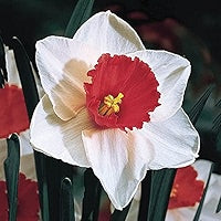 Red White Daffodils Flower Seeds for Planting – Heirloom, Non-GMO, High Germination Organic Garden Seeds