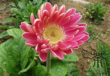 Pink Jamesonii Gerbera Daisy Flower Seeds for Planting – Vibrant Perennial Blooms