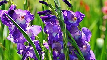 Flower Seeds, Seeds,Seeds For Planting,Plant Seeds