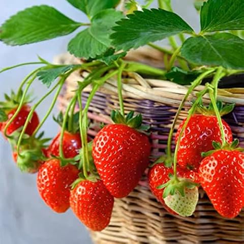Mixed Strawberry Fruit Seeds for Planting – Heirloom, Non-GMO, High Germination Organic Garden Seeds