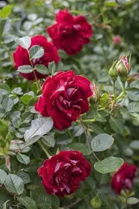 Maroon Climbing Rose Flower Seeds for Planting – Sun Loving Heirloom Non-GMO High Germination Organic Garden Seeds