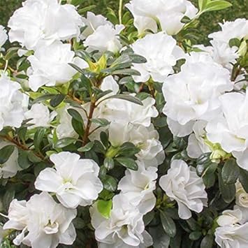 Flower Seeds, Seeds,Seeds For Planting,Plant Seeds