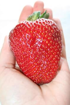 Fruit Seeds,Garden seeds, Seeds For Planting,Plant Seeds