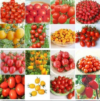 Vegetable Seeds,Garden seeds, Seeds For Planting,Plant Seeds