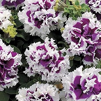 Flower Seeds, Seeds,Seeds For Planting,Plant Seeds