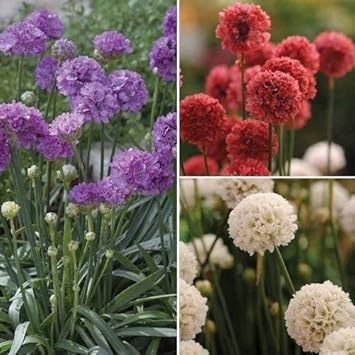 Flower Seeds, Seeds,Seeds For Planting,Plant Seeds