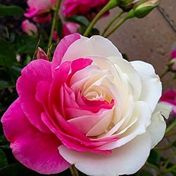 Flower Seeds, Seeds,Seeds For Planting,Plant Seeds