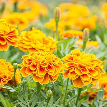 Flower Seeds, Seeds,Seeds For Planting,Plant Seeds