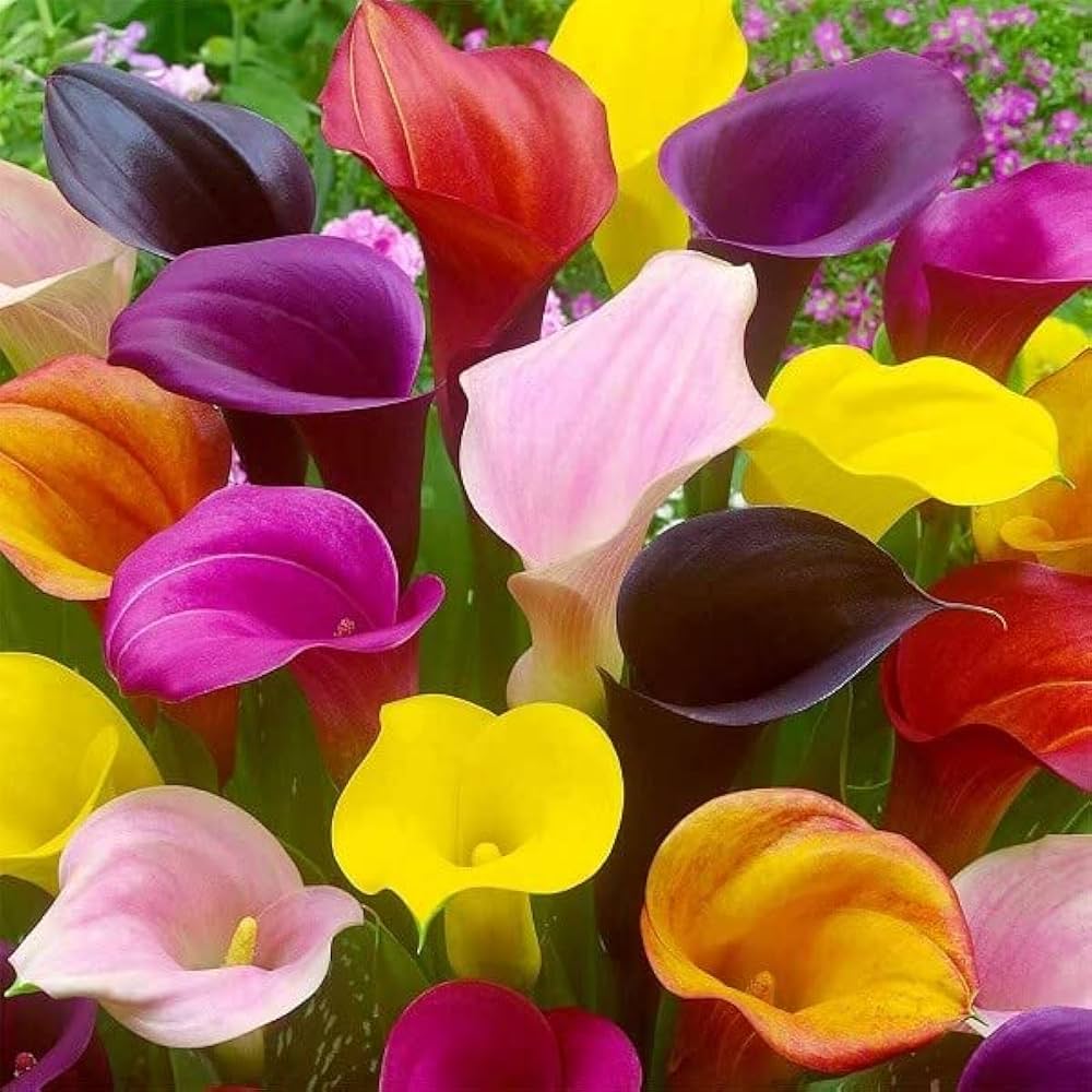 Mixed Calla Flower Seeds for Planting – Heirloom, Non-GMO, Organic Garden Seeds, High Germination