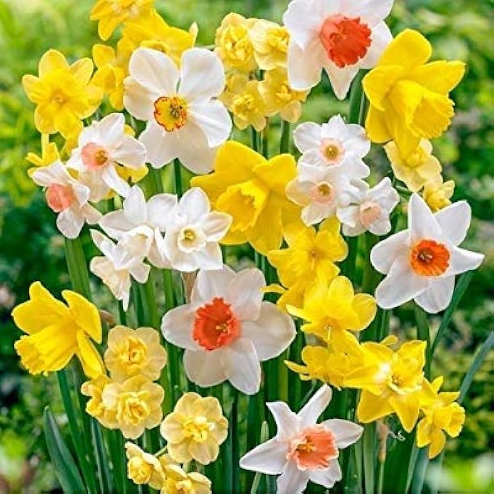 Mixed Colour Narcissus Flower Seeds for Planting – Heirloom Non-GMO High Germination Seeds