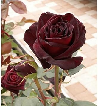 Flower Seeds, Seeds,Seeds For Planting,Plant Seeds