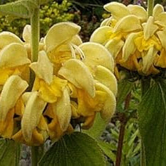 Flower Seeds, Seeds,Seeds For Planting,Plant Seeds
