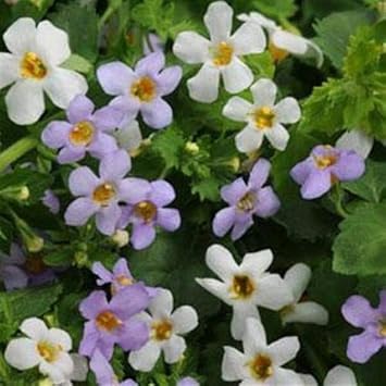 Flower Seeds, Seeds,Seeds For Planting,Plant Seeds