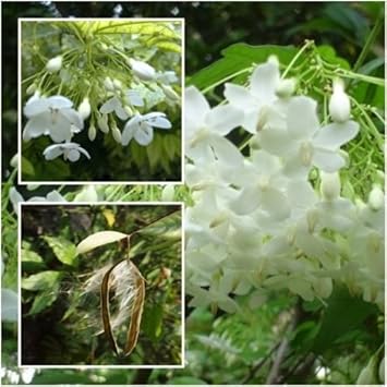 Flower Seeds, Seeds,Seeds For Planting,Plant Seeds