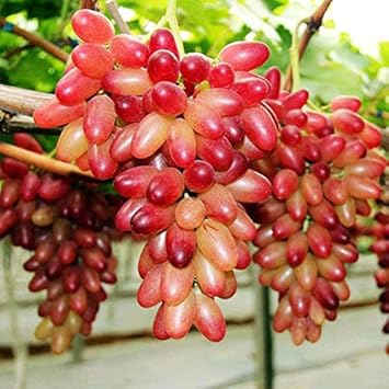 Fruit Seeds,Garden seeds, Seeds For Planting,Plant Seeds