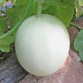 Green Flesh Honeydew Melon Seeds – Organic, Non-GMO Fruit Seeds for Garden Growing
