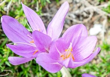 Flower Seeds, Seeds,Seeds For Planting,Plant Seeds