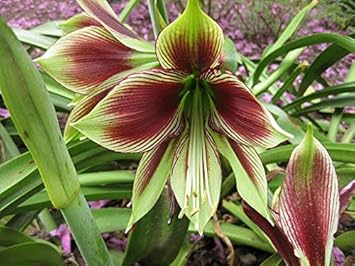 Flower Seeds, Seeds,Seeds For Planting,Plant Seeds