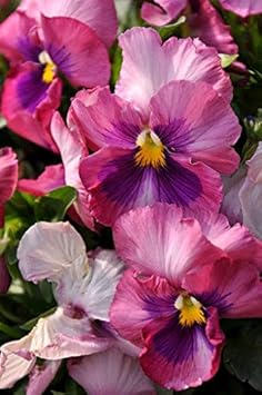 Flower Seeds, Seeds,Seeds For Planting,Plant Seeds