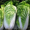 Chinese Cabbage Napa Seeds – Heirloom, High Yield, Fast Growing Vegetable Seeds