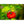 Aji Dulce Cachucha Pepper Seeds for Planting – Heirloom, Non-GMO, Sweet Caribbean – High Germination