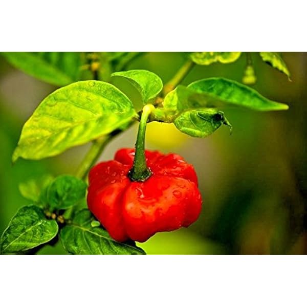 Aji Dulce Cachucha Pepper Seeds for Planting – Heirloom, Non-GMO, Sweet Caribbean – High Germination