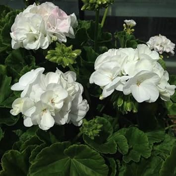 Flower Seeds, Seeds,Seeds For Planting,Plant Seeds