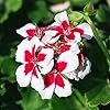 White DarkRed Geranium Pelargonium Seeds for Planting – Heirloom, Non-GMO, High Germination Organic Garden Seeds