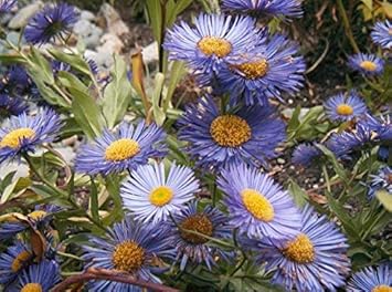 Flower Seeds, Seeds,Seeds For Planting,Plant Seeds