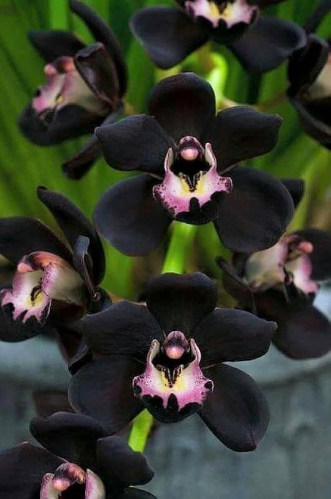 Black Phalaenopsis Orchid Seeds for Planting – Heirloom, Non-GMO, High Germination Organic Garden Seeds