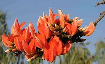 Flower Seeds, Seeds,Seeds For Planting,Plant Seeds