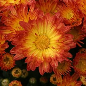 Flower Seeds, Seeds,Seeds For Planting,Plant Seeds