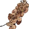 Brown Phalaenopsis Orchid Flower Seeds – Heirloom, Non-GMO, Low Maintenance Organic Garden Seeds for Planting