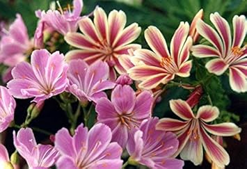 Flower Seeds, Seeds,Seeds For Planting,Plant Seeds