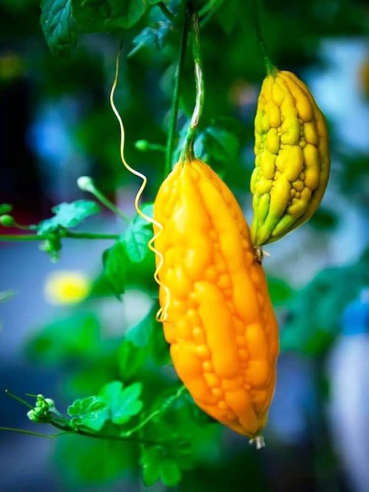Orange Bitter Gourd Vegetable Seeds for Planting – Heirloom & Non-GMO Seeds for Nutritious Bitter Fruit Harvests