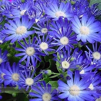 Flower Seeds, Seeds,Seeds For Planting,Plant Seeds