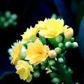 Yellow Kalanchoe Flower Seeds for Planting – Heirloom, Non-GMO Hardy Organic Garden Seeds