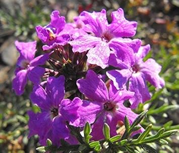 Flower Seeds, Seeds,Seeds For Planting,Plant Seeds