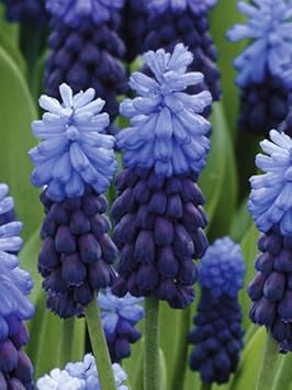 Flower Seeds, Seeds,Seeds For Planting,Plant Seeds