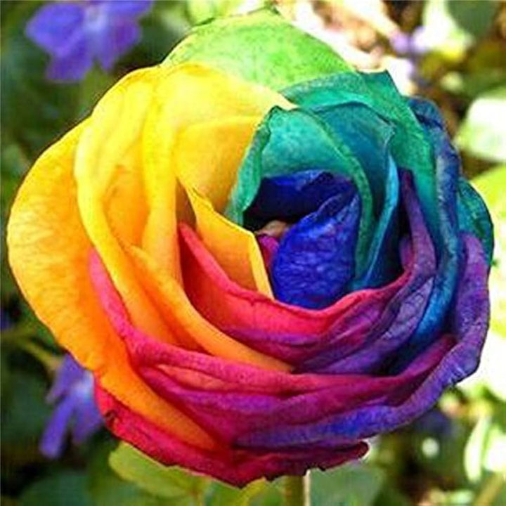 Holland Rose Flower Seeds for Planting Mixed Colors – Low Maintenance, Heirloom, Non-GMO, High Germination Organic Garden Seeds